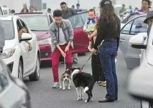 娱乐吃瓜酱遛狗小说下载,小说世界里的欢乐与温情